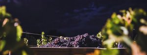 linne calodo grapes at night