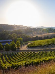 linne calodo paso robles vineyard