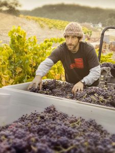 matt trevisan harvesting grapes