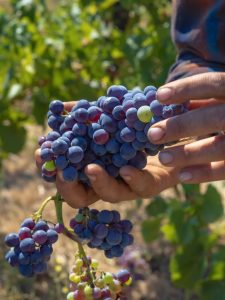 matt trevisan holding grapes