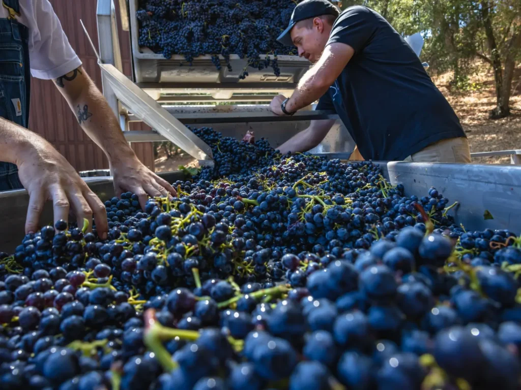 A Guide to Westside Paso Robles Wineries: Linne Calodo & More